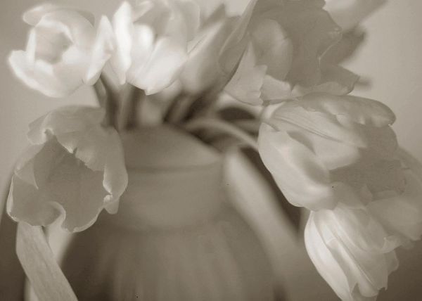 Sepia tone Tulips